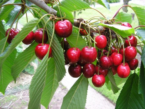 Cherry - AdamTropics - 1